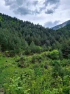 В парке есть уникальная роща тиса ягодного, занесённого в Красную книгу Дагестана.