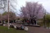 Сакура на Крестовском острове.