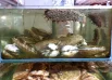 На рынке продаются крабы различных видов и степени готовности.