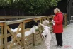 На «Городской ферме» ВДНХ можно было попробовать кашу из полевой кухни и пройти исторический квиз.