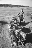 Великая Отечественная война 1941-1945 гг. Битва под Москвой. Калининская оборонительная операция. Санитар вывозит раненого с поля боя на собачьей упряжке.
