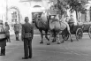 Великая Отечественная война 1941 - 1945 годов. В поверженном Берлине. Верблюды, прошедшие путь от Сталинграда до Берлина. Май 1945 года.