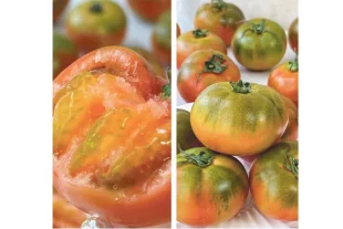 Плоды радуют глаз и услаждают вкус сочной, сахаристой мякотью.