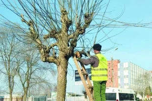 На центральных улицах города за деревьями ухаживают.