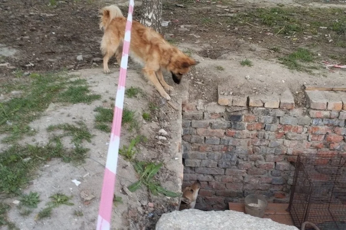 Дятьковский четвероногий Робинзон не спешит на свободу