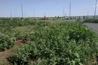 В Оренбурге продолжают искать косильщиков травы