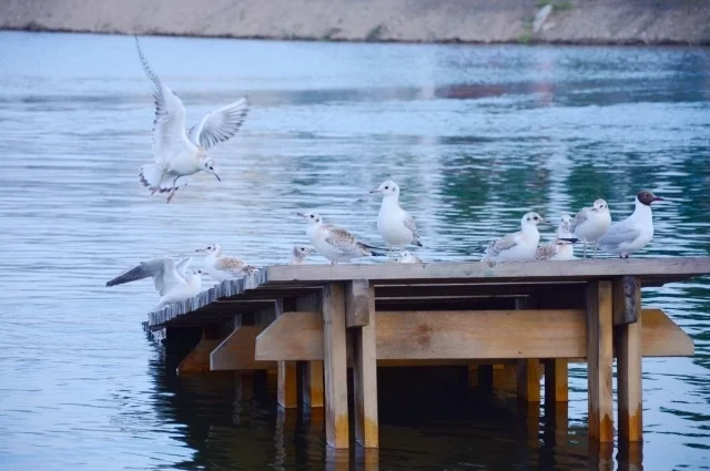 Изменение уровня воды в Ангаре беспокоит гуляющих по набережной иркутян, но не чаек.