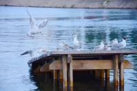 Изменение уровня воды в Ангаре беспокоит гуляющих по набережной иркутян, но не чаек.