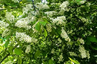 Издавна на Руси весенние заморозки связывают с цветением черёмухи.