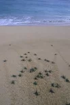 Черепашата бегут к морю.