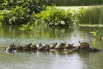Флоридские краснобрюхие черепахи.