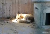 К жизни в дикой природе пушистые не приспособлены, но погреться на солнышке и перекусить курочкой можно и в вольере. Утро субботы - оно такое.
