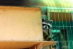 После карантина её переведут в вольер, где уже обитают другие еноты-полоскуны.