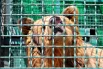 У медведицы Софии проблемы с глазами, но зрение ей компенсирует отличное обоняние. Вот и сейчас косолапая принюхивается, не принесли ли чего-нибудь вкусненького.