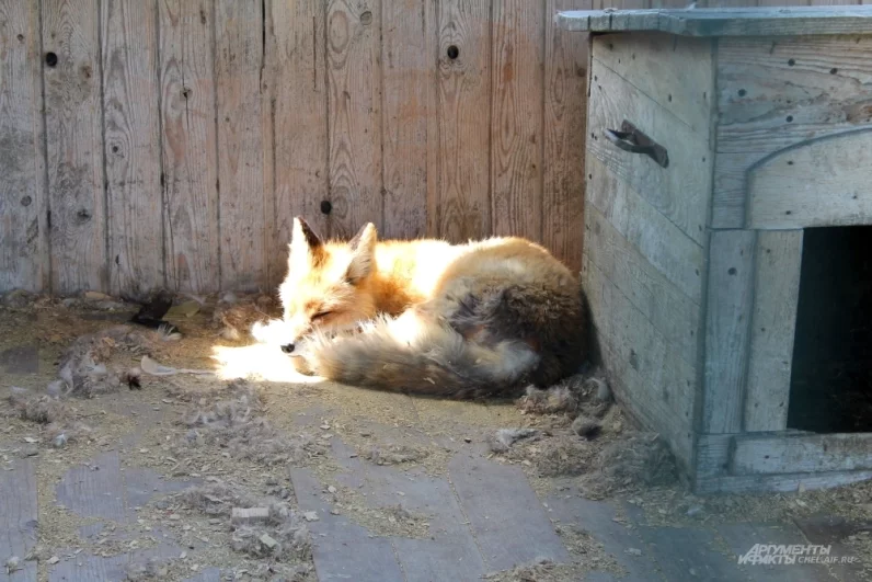 К жизни в дикой природе пушистые не приспособлены, но погреться на солнышке и перекусить курочкой можно и в вольере. Утро субботы - оно такое.