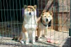 Когда приходят гости, все обитатели приюта тут же показываются из дальних уголков клеток. 