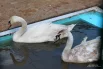 В искусственном водоёме плавают красавцы-лебеди.
