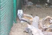 За корягой затаилась полярная сова.