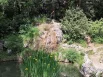 Ирисы у миниатюрного водопада.