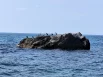 Бакланы сушат перья.