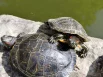 Красноухие черепахи греются на солнце.