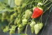 Клубника – одно из немногих растений, у которых семена расположены не внутри плода, а снаружи. На каждой ягоде находится место примерно для 200 семян.