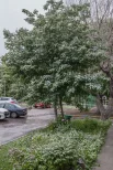 Снег укрыл зеленые листья деревьев.