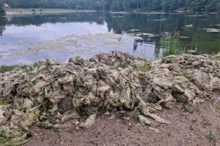 Водоросли из пруда достали и складировали на берегу. Где они сохнут и распространяют дурной запах.