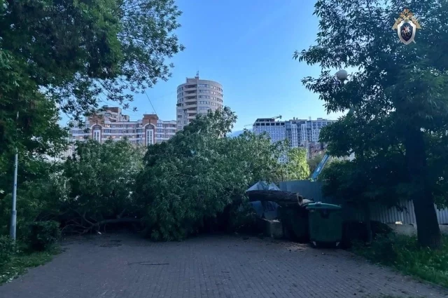 Упавшее дерево полностью перекрыло тротуар.