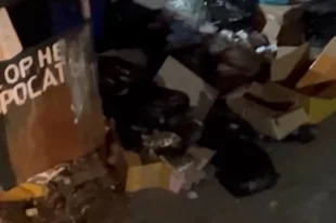 Во Владивостоке в очередной раз началось нашествие крыс на мусорных площадках около домов