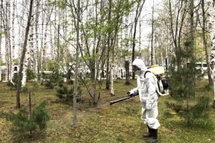 В городе обрабатывают территорию от насекомых.