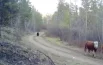 Косолапого, преследующего коров, заметили в бурятском заказнике.