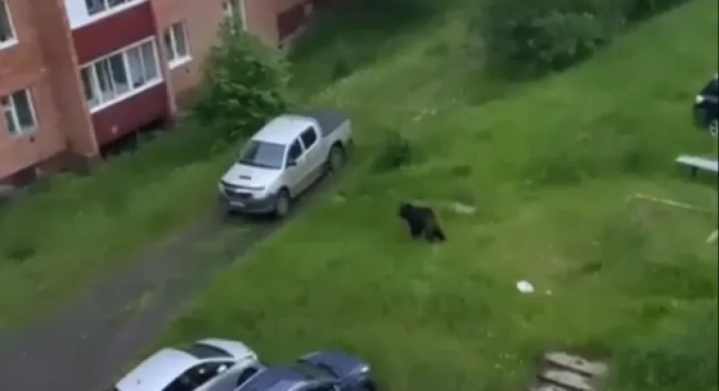 Таежный хищник забрался во двор жилого дома в Усть-Илимске.