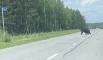 Неспешно переходящий трассу медведь в Ульяновской области.