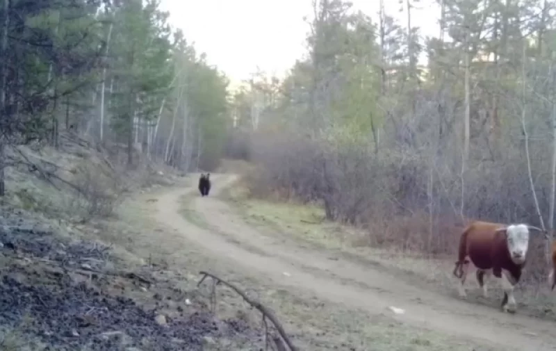Косолапого, преследующего коров, заметили в бурятском заказнике.