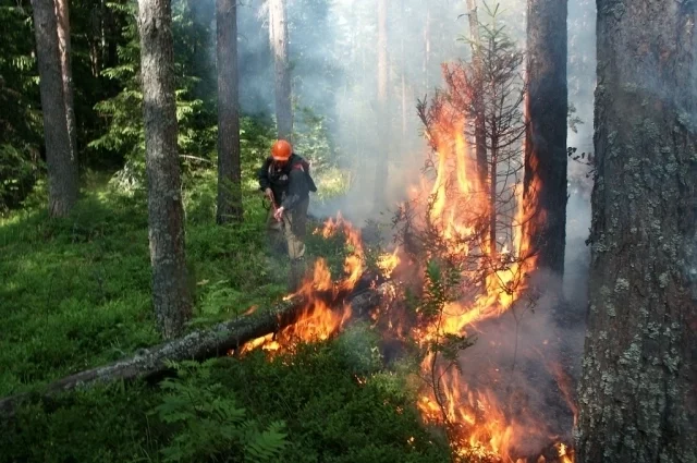 За неделю в Югре ликвидировали 32 лесных пожара.