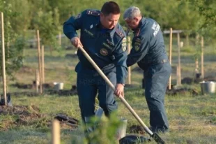 Сотрудники МЧС высаживают яблони.