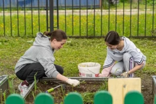 В детском саду ребята занимаются прополкой, ухаживают за кустарниками.