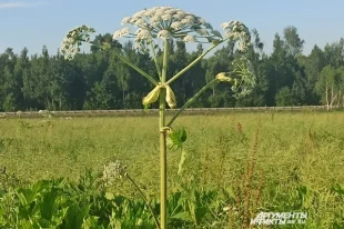 Особую угрозу для здоровья представляет борщевик Сосновского.