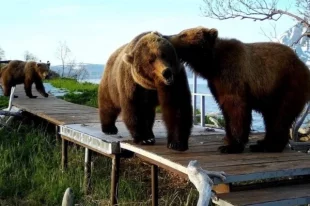 Дикие звери всё чаще выходят в города.