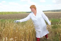 Качество первой пшеницы порадовало экспертов.