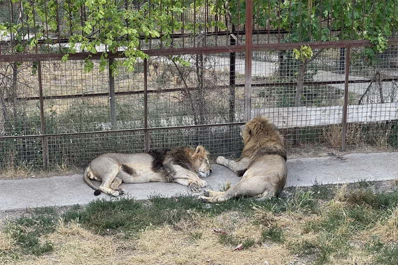  В зоопарке не только люди наблюдают за хищниками. Мы львам тоже очень интересны.