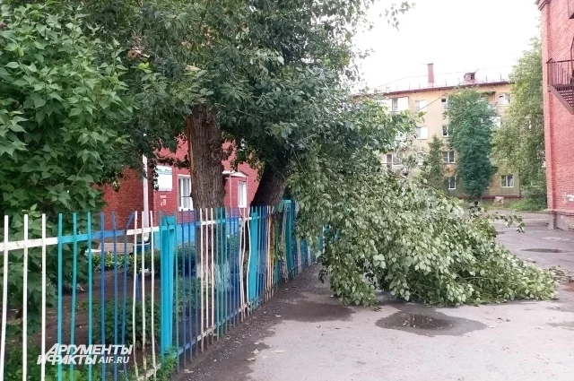 В Омске из-за урагана падали деревья.