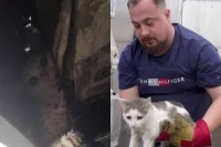 Кошку обнаружили под подкрылком авто.