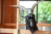 Козел валлийской породы Викинг очень дружелюбен. А за кусочки морковки и вовсе позволит погладить себя по носу.