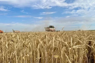 Урожай вырос на славу.
