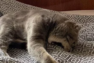 Котенок напал на хозяев.