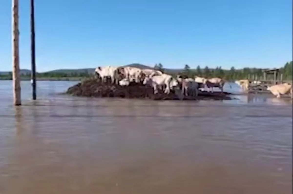 В Сети появилось видео с коровами, спасающимися от наводнения в Якутии