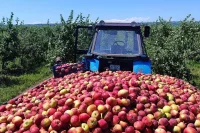 Ставропольские яблоки отправляют в другие регионы и даже за границу.