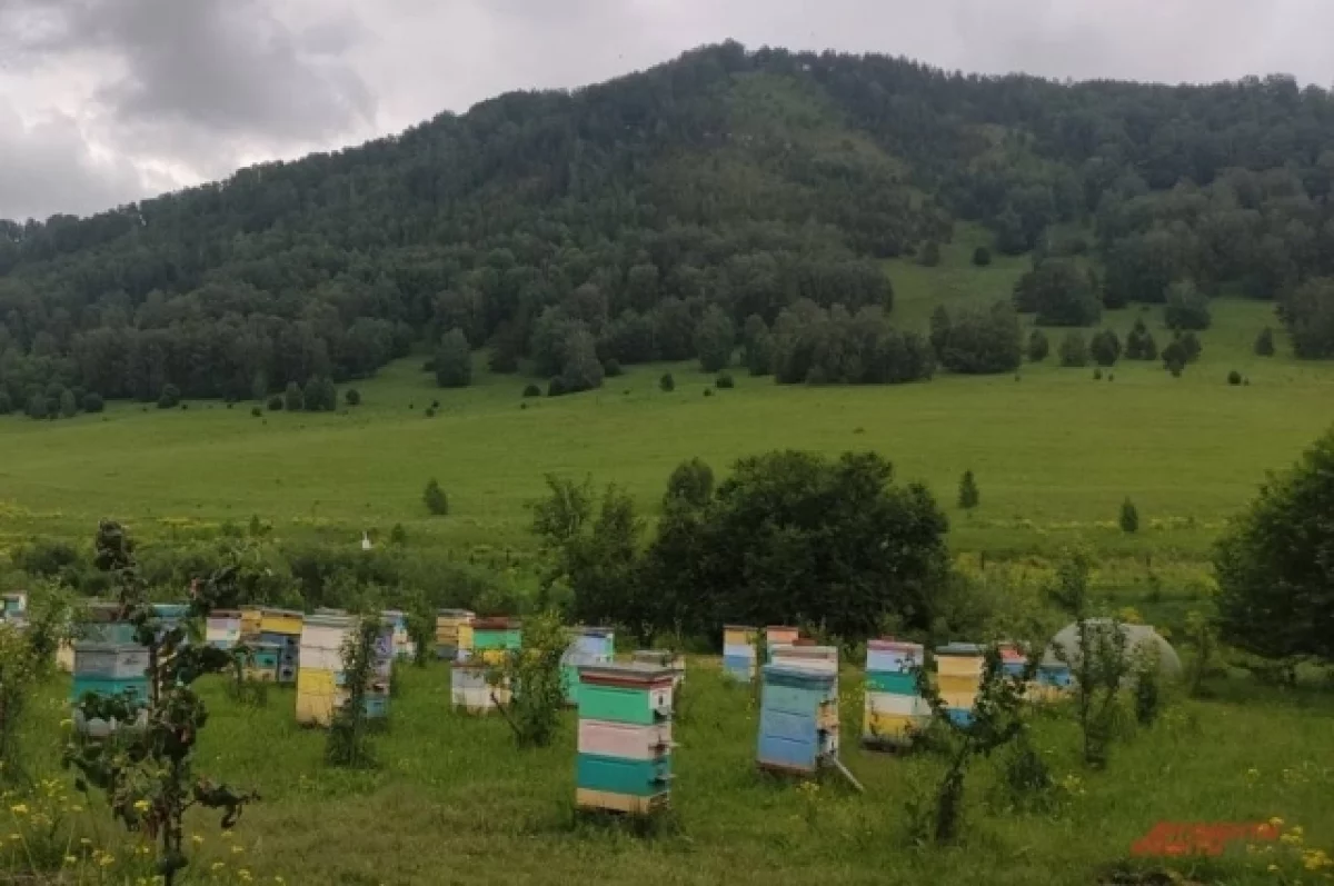 Сельхозпредприятия накажут на Алтае из-за гибели пчел